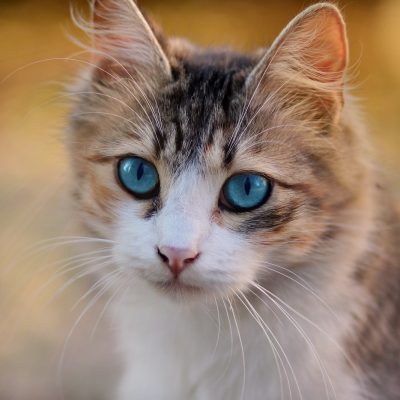 cat, animal, blue eyes-3336579.jpg